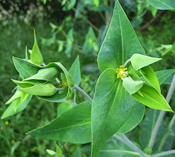 Unbekannte Wolfsmilch (Euphorbia ?)
