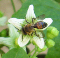 Zaunrüben-Sandbiene (Adrena florea)/ noch nicht bestätigt Zaunrüben-Sandbiene (Adrena florea)/ noch nicht bestätigt