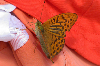 Kaisermantel(Argynnis paphia)
