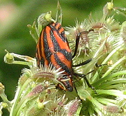 Streifenwanze (Graphosoma lineatum) Streifenwanze (Graphosoma lineatum)