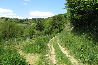Der Weg zum Vogelsangpass Der Weg zum Vogelsangpass
