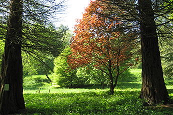 Арборетум Арборетум