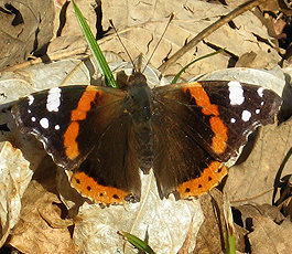 Admiral (Vanessa atalanta) Admiral (Vanessa atalanta)