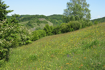 Blumenwiese im Mai (Degenmatten)