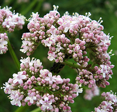 Echter Baldrian (Valeriana officinalis) Echter Baldrian (Valeriana officinalis)