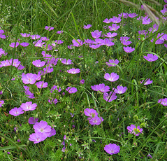 Blut-Storchschnabel (Geranium sanguineum) Blut-Storchschnabel (Geranium sanguineum)