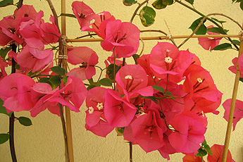 Полно расцветшая Bougainvillea