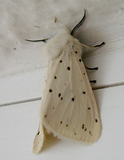 Breitflügeliger Fleckleibbär (Spilosoma lubricipeda)