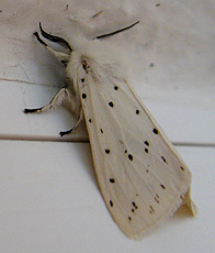 Breitflügelige Fleckleibbär (Spilosoma lubricipeda) Breitflügelige Fleckleibbär (Spilosoma lubricipeda)
