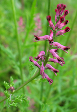 Gewöhnlicher Erdrauch (Fumaria officinalis) Gewöhnlicher Erdrauch (Fumaria officinalis)
