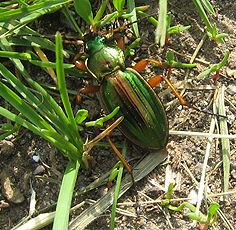 Goldlaufkäfer (Carabus auratus) Goldlaufkäfer (Carabus auratus)