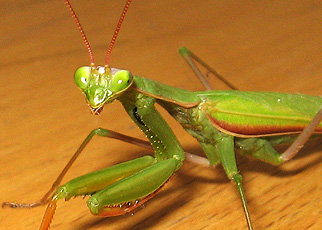 Богомол (Mantis religiosa) Богомол (Mantis religiosa)