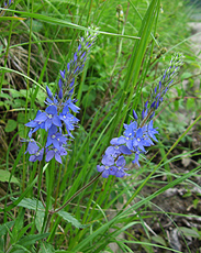 Großer Ehrenpreis (Veronica teucrium) Großer Ehrenpreis (Veronica teucrium)