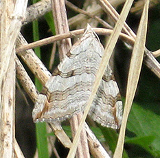 Grauspanner oder Großer Johanniskrautspanner (Aplocera plagiata) Grauspanner oder Großer Johanniskrautspanner (Aplocera plagiata)