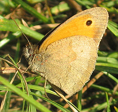 Großes Ochsenauge (Maniola jurtina) Großes Ochsenauge (Maniola jurtina)