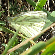 Grünader- oder Raps-Weißling (Pieris napi) Grünader- oder Raps-Weißling (Pieris napi)
