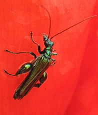 Grüner Scheinbockkäfer (Oedemera nobilis) Grüner Scheinbockkäfer (Oedemera nobilis)