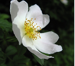 Hunds-Rose (Rosa canina) Hunds-Rose (Rosa canina)