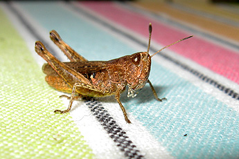 Кузнечик