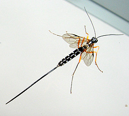 Holz-Schlupfwespe (Rhyssa persuasoria)