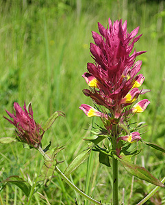 марьянник (Melampyrum arvense)