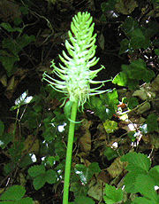 кольником (Phyteuma spicatum)