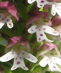Orchis ustulata (макросъёмка) Orchis ustulata (макросъёмка)