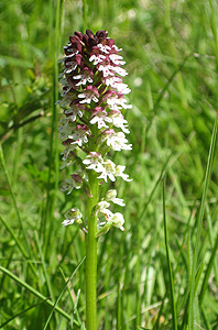 Orchis ustulata