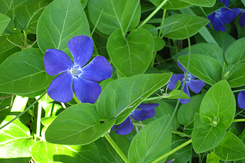 Барвинок большой