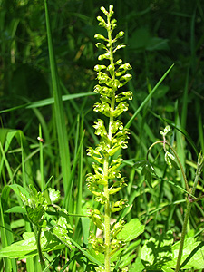 Listera ovata Listera ovata