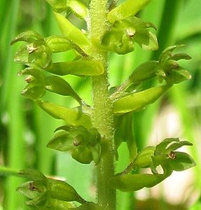 Listera ovata (макросъёмка) Listera ovata (макросъёмка)
