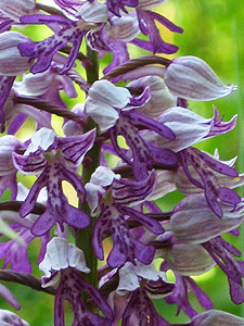 Orchis militaris (макросъёмка) Orchis militaris (макросъёмка)