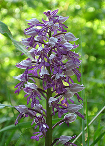 Orchis militaris Orchis militaris