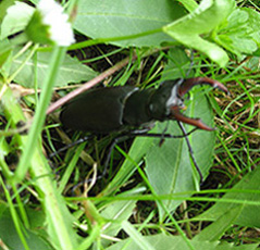 Жук-олень (Lucanus cervus) Жук-олень (Lucanus cervus)