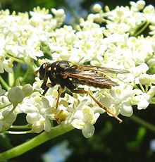 Знает ли кто-нибудь из Вас это насекомое? Знает ли кто-нибудь из Вас это насекомое?