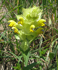 погремок погремок