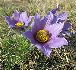 Küchen- oder Kuhschelle (Pulsatilla vulgaris) пострел (Pulsatilla vulgaris)