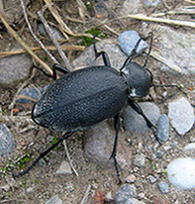 Жужелица чёрная (Carabus coriaceus) Жужелица чёрная (Carabus coriaceus)