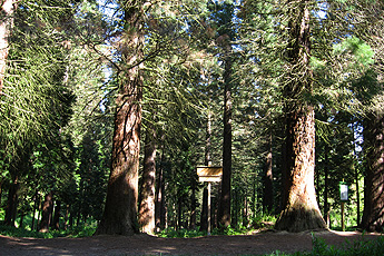Лес секвойe Лес секвой