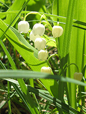 Ландыш майский Ландыш майский