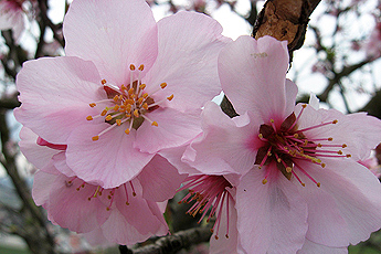 Миндальные цветочки