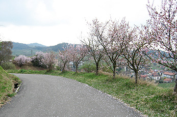 Цветущие миндали в Марте Цветущие миндали в Марте