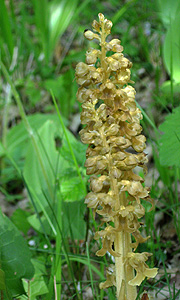 Neottia nidus-avis Neottia nidus-avis