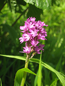 Anacamptis pyramidalis Anacamptis pyramidalis