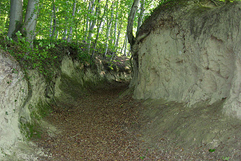 Ложбина в лесу Ложбина в лесу