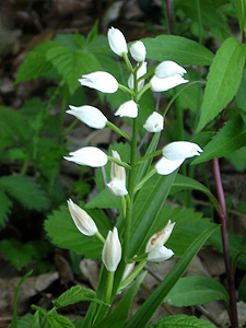 Пыльцеголовник (Cephalanthera longifolia) Пыльцеголовник (Cephalanthera longifolia)