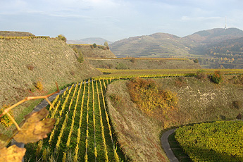 Крупным террасам придали форму в шестьдесятие годы