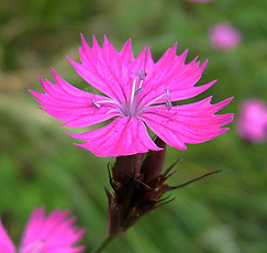 Karthäusernelke (Dianthus karthusianorum) Karthäusernelke (Dianthus karthusianorum)