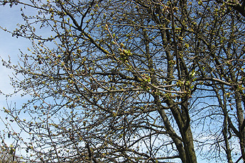 Kirschbaum kurz vor der Blüte