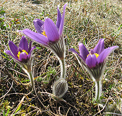 Küchen- oder Kuhschelle (Pulsatilla vulgaris) Küchen- oder Kuhschelle (Pulsatilla vulgaris)